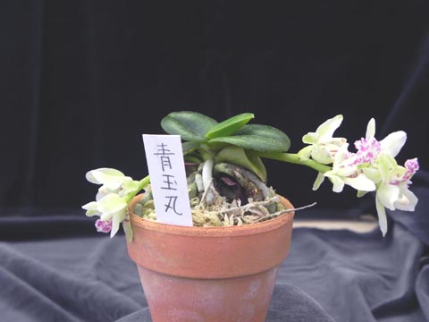 Sedirea japonica 'Seigyokumaru'