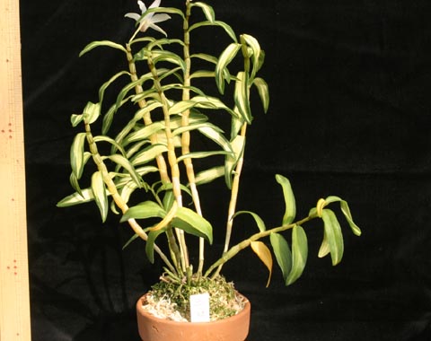 Den. tosaense hybrid variegate