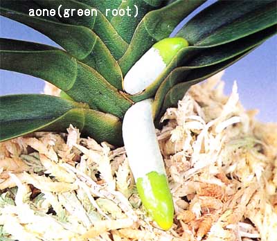 green root