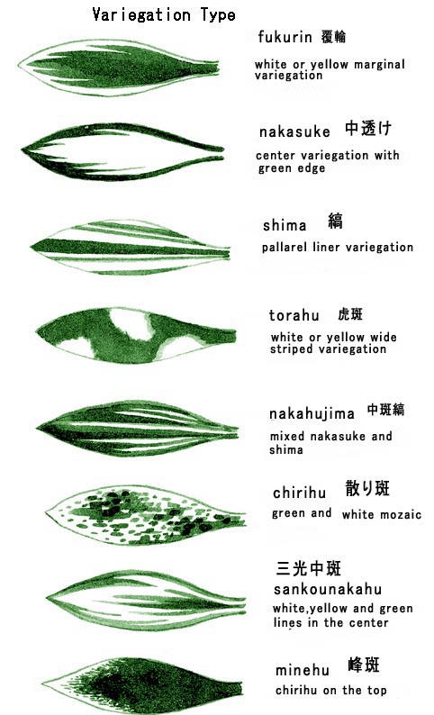 variegation type